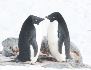 A Pair of Adelie Penguins Facing Each Other