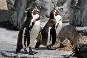 Two Humboldt Penguins Standing on a Rock 