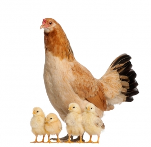 A Hen With Her Little Chicks