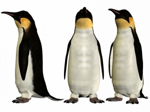 Different Angle Views of an Emperor Penguin