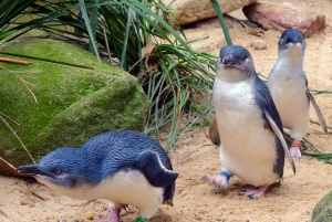Three Very Cute Australian Penguins